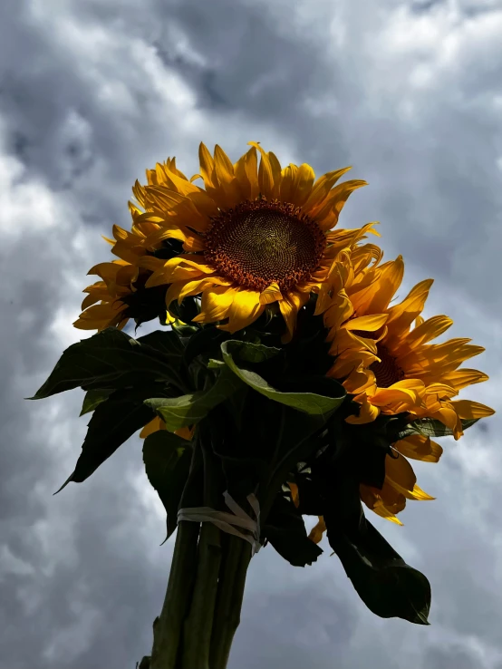 a tall yellow sunflower with cloudy skies in the background