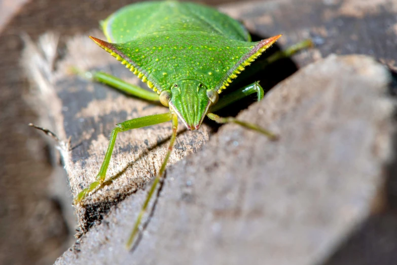 a green grasshopper sitting on top of a piece of wood