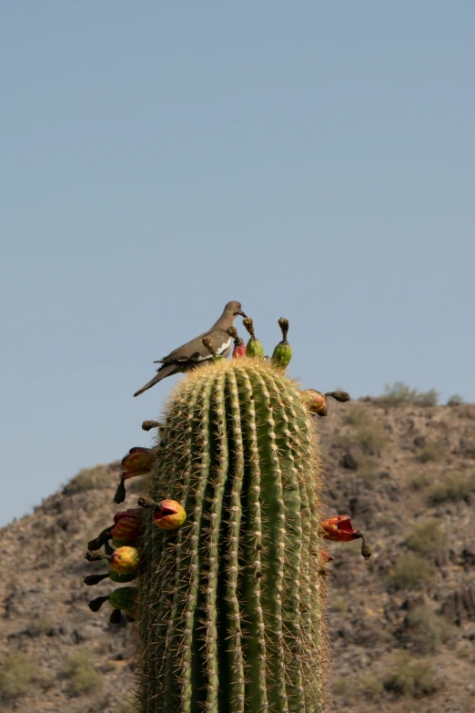 a group of birds sitting on top of a cactus