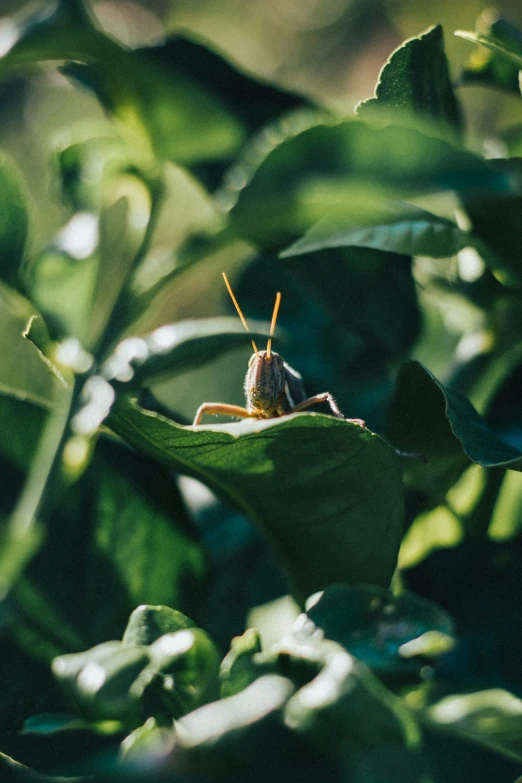 a bug on the green leaves on the ground