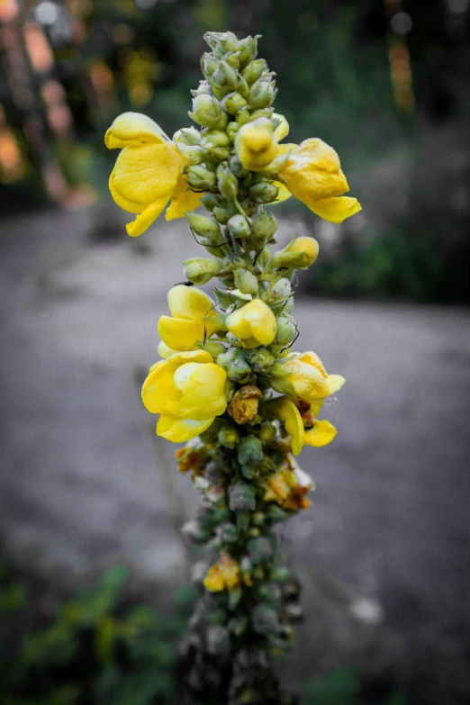 a very small yellow flower in front of some rocks