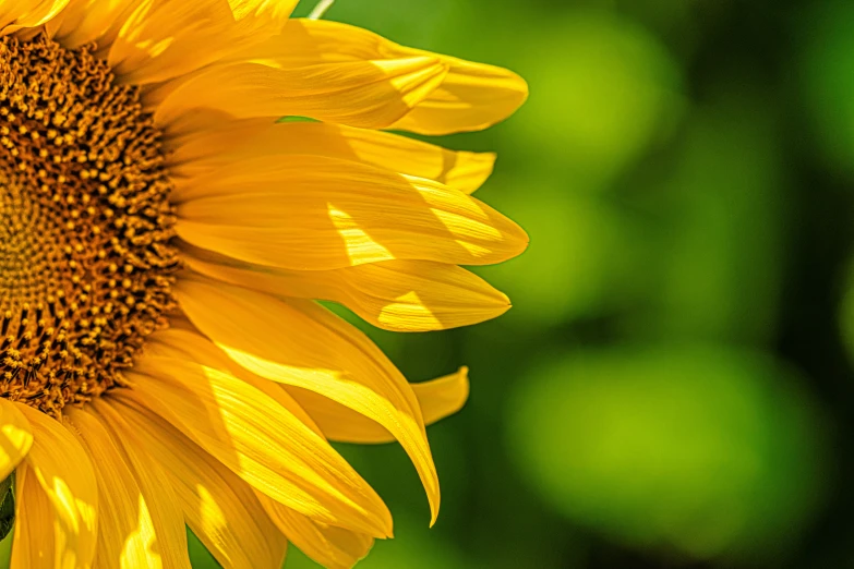 a very large sunflower in front of some green plants