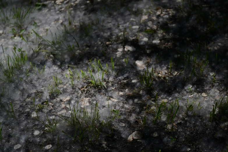 green plants growing in dark dirt on the ground