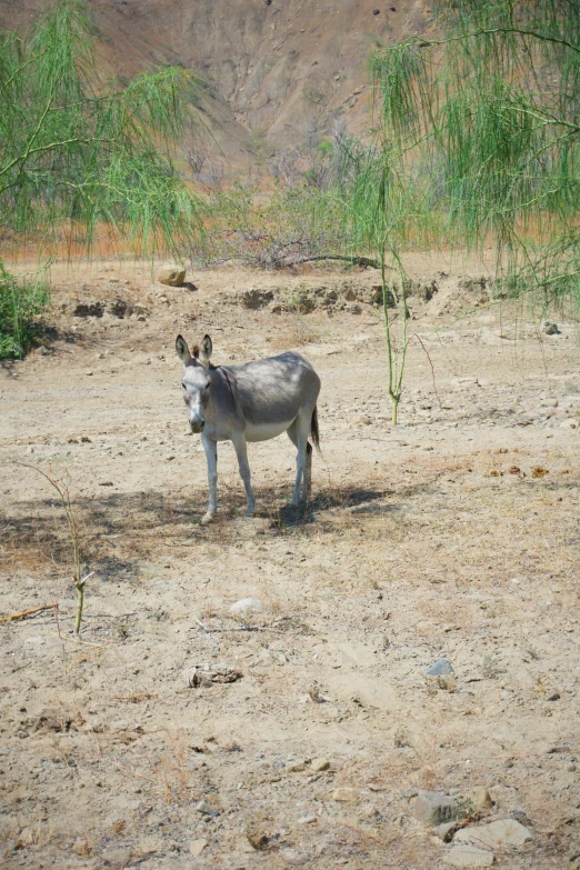 a small, young ze is standing on the dirt