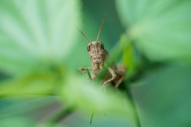 a grasshopper insect sitting on top of a green leaf