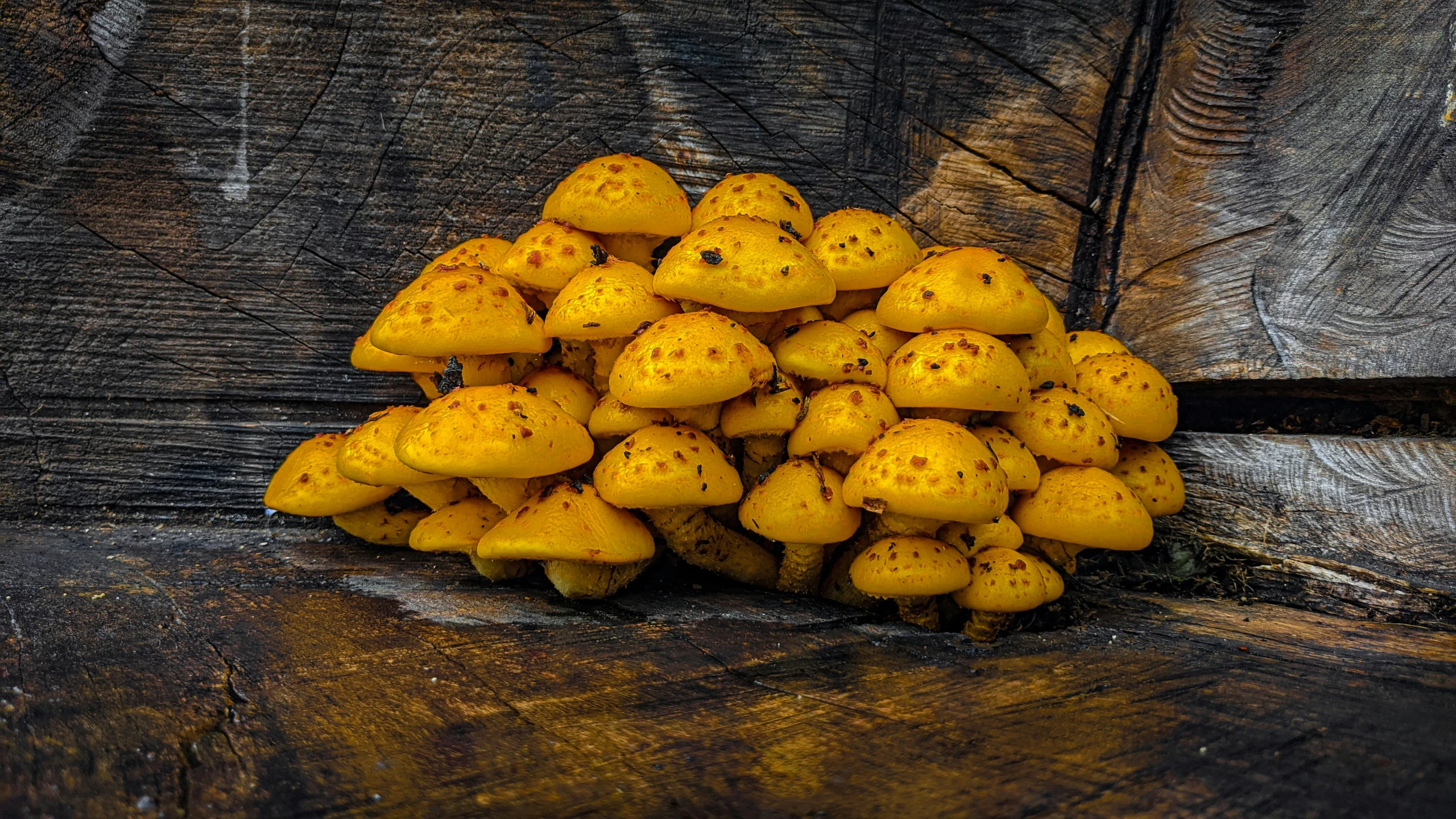 yellow mushrooms piled together on top of each other