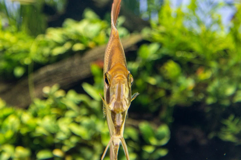 a small lizard on a stick in the wild