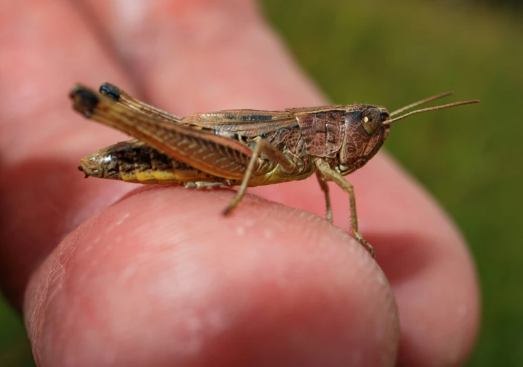 a close up of a person holding a small grasshopper