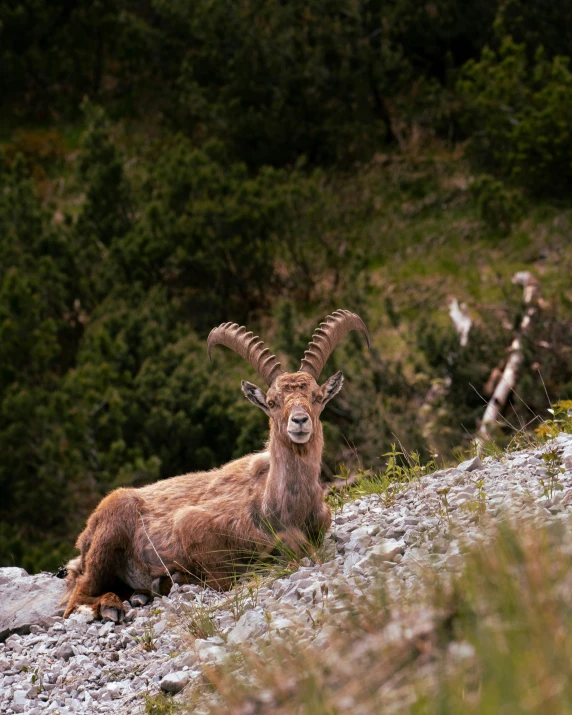 a mountain goat sitting on top of a lush green hillside