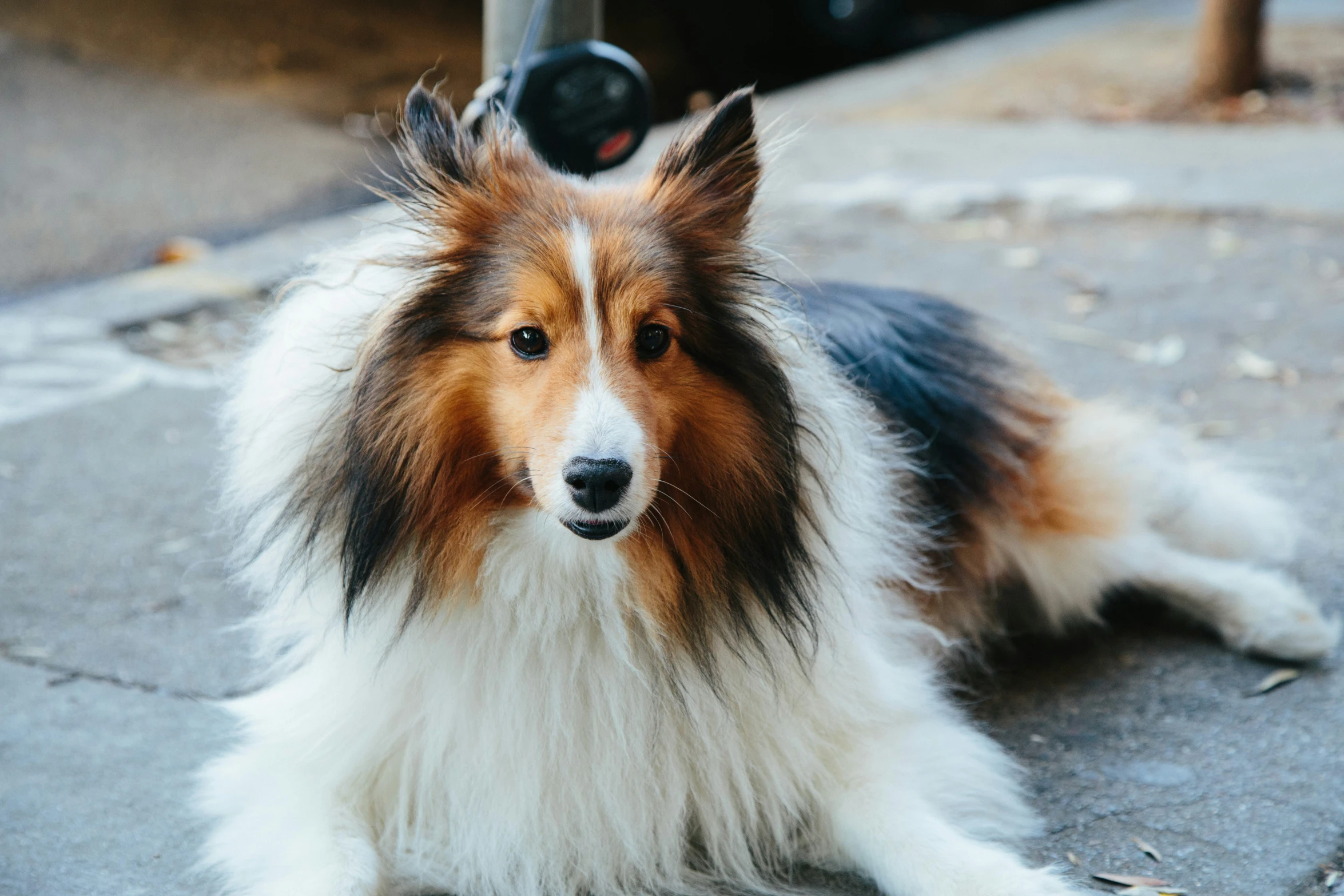 a furry dog that is sitting on the ground