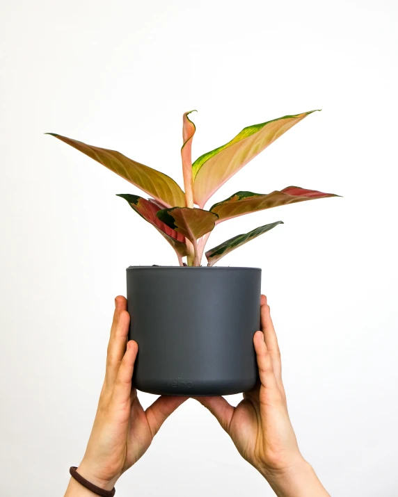 hands holding an plant above its head