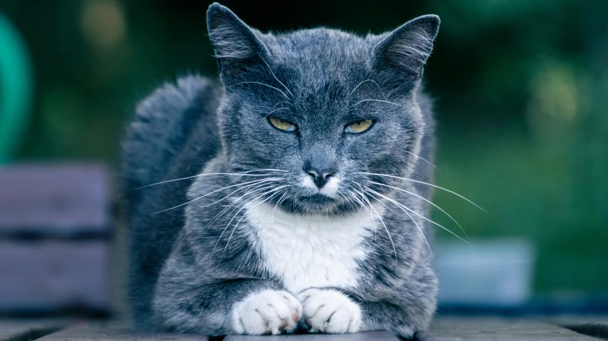 a cat sitting on top of a table near a forest