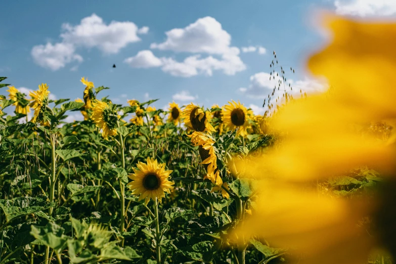 a field of sunflowers is pictured on this sunny day