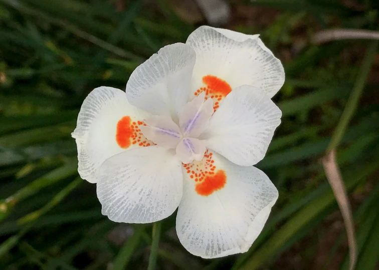 a white flower with orange center sitting in the middle of grass