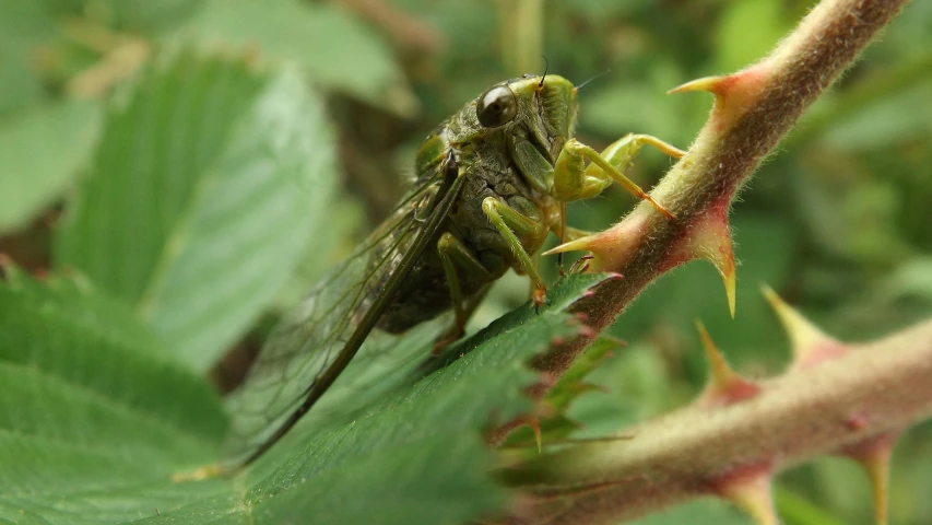 a green insect is on the stalk of a plant