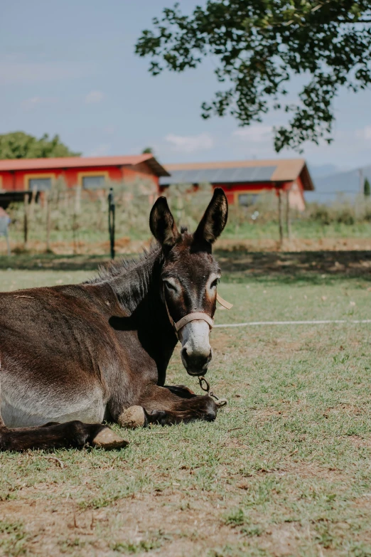 a donkey laying in an open field with a red building in the background