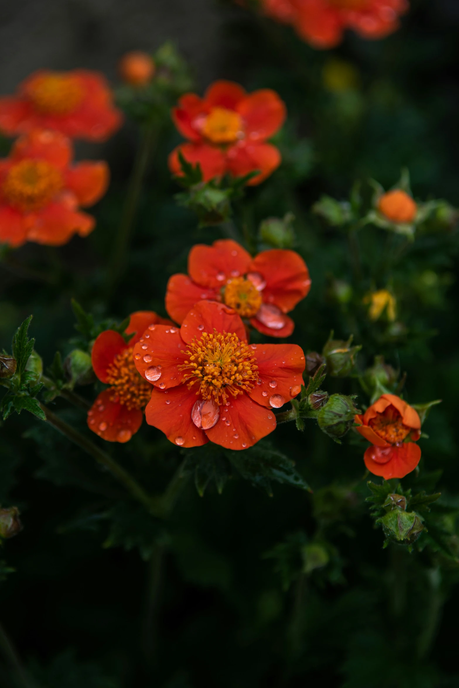 a close up of a flower with water droplets on it