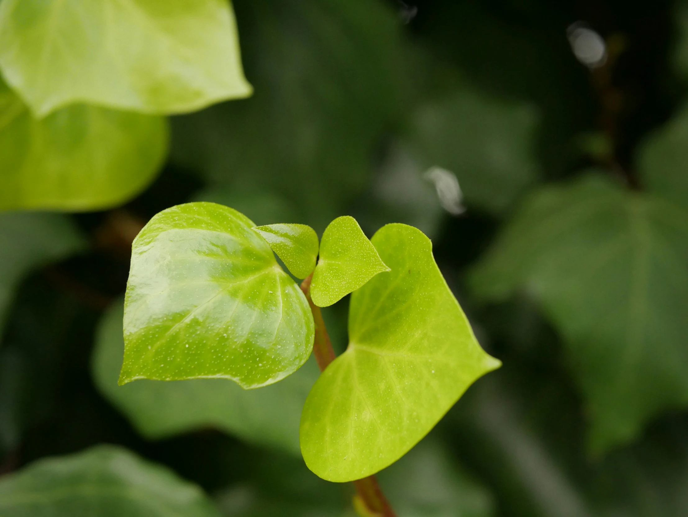 a single green leaf sitting on top of some leaves