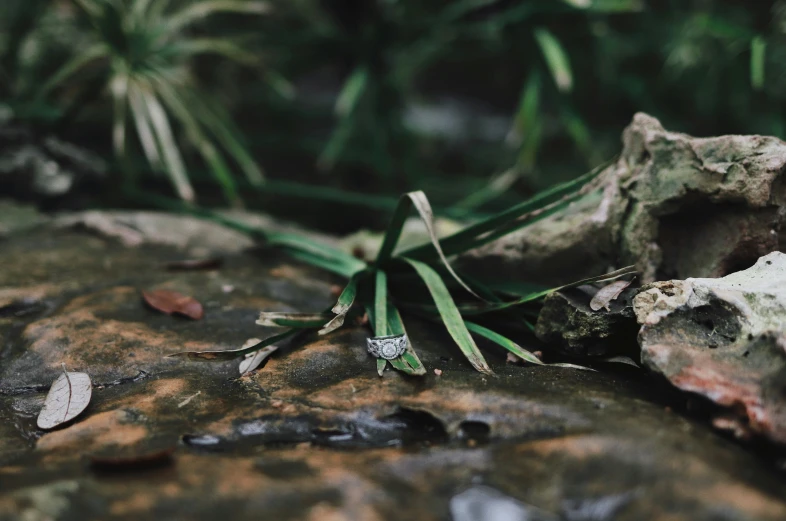 a lizard with its eyes closed on some rocks