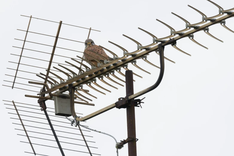 a bird sits on top of a television antenna