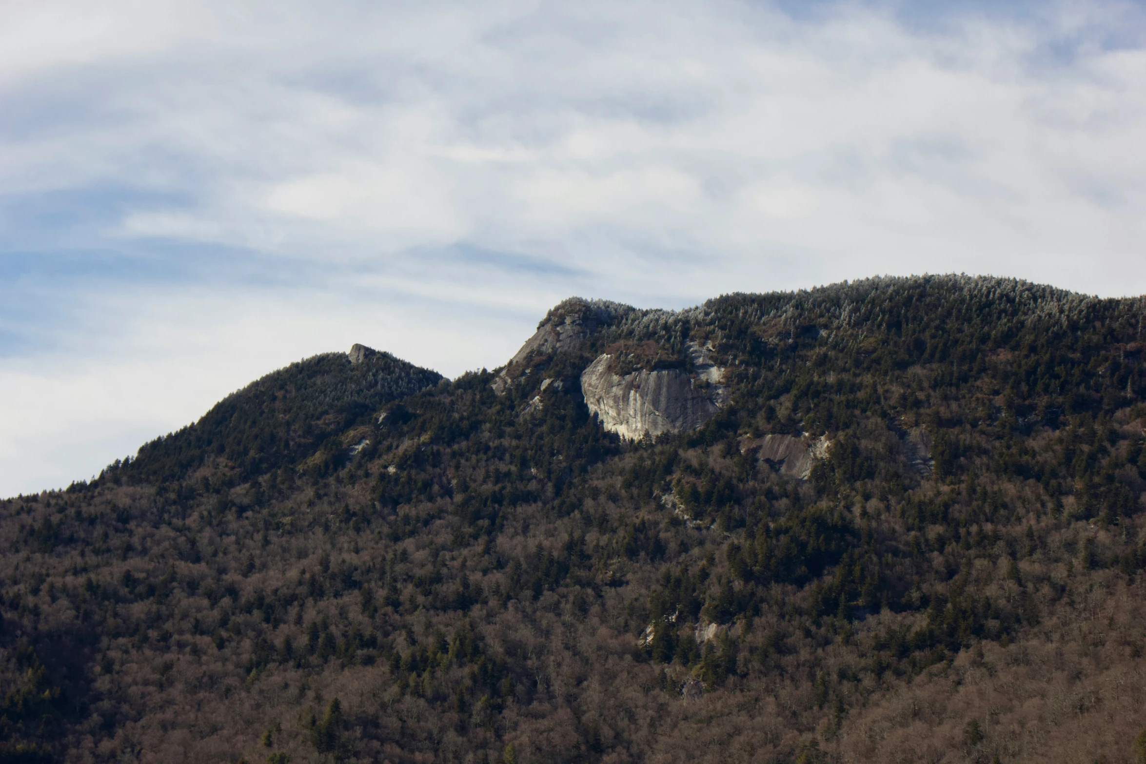 a view of a forested area with a hill