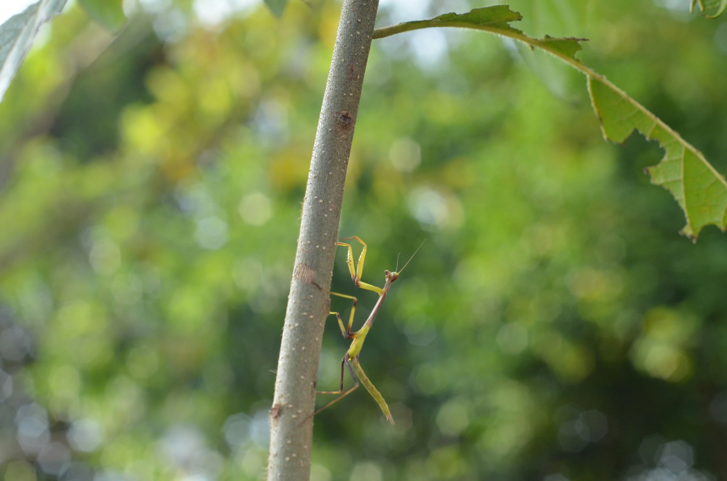 a praying mantissa sitting on a tree nch