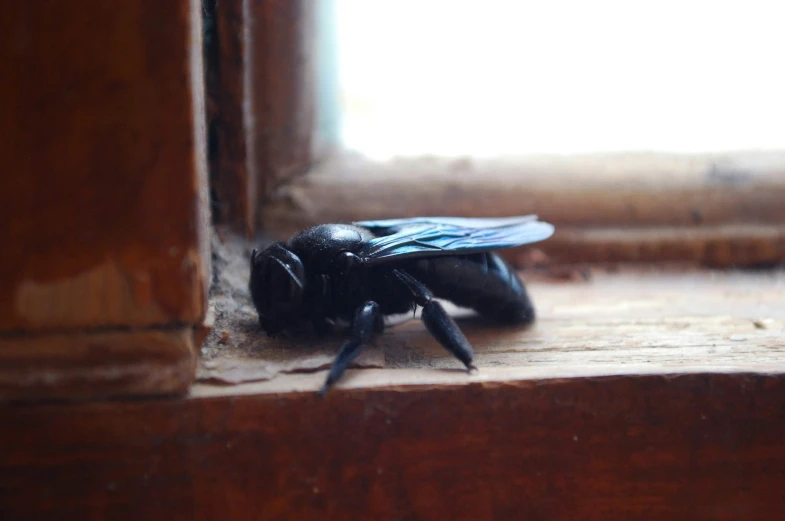 a insect sitting on the floor in front of a window