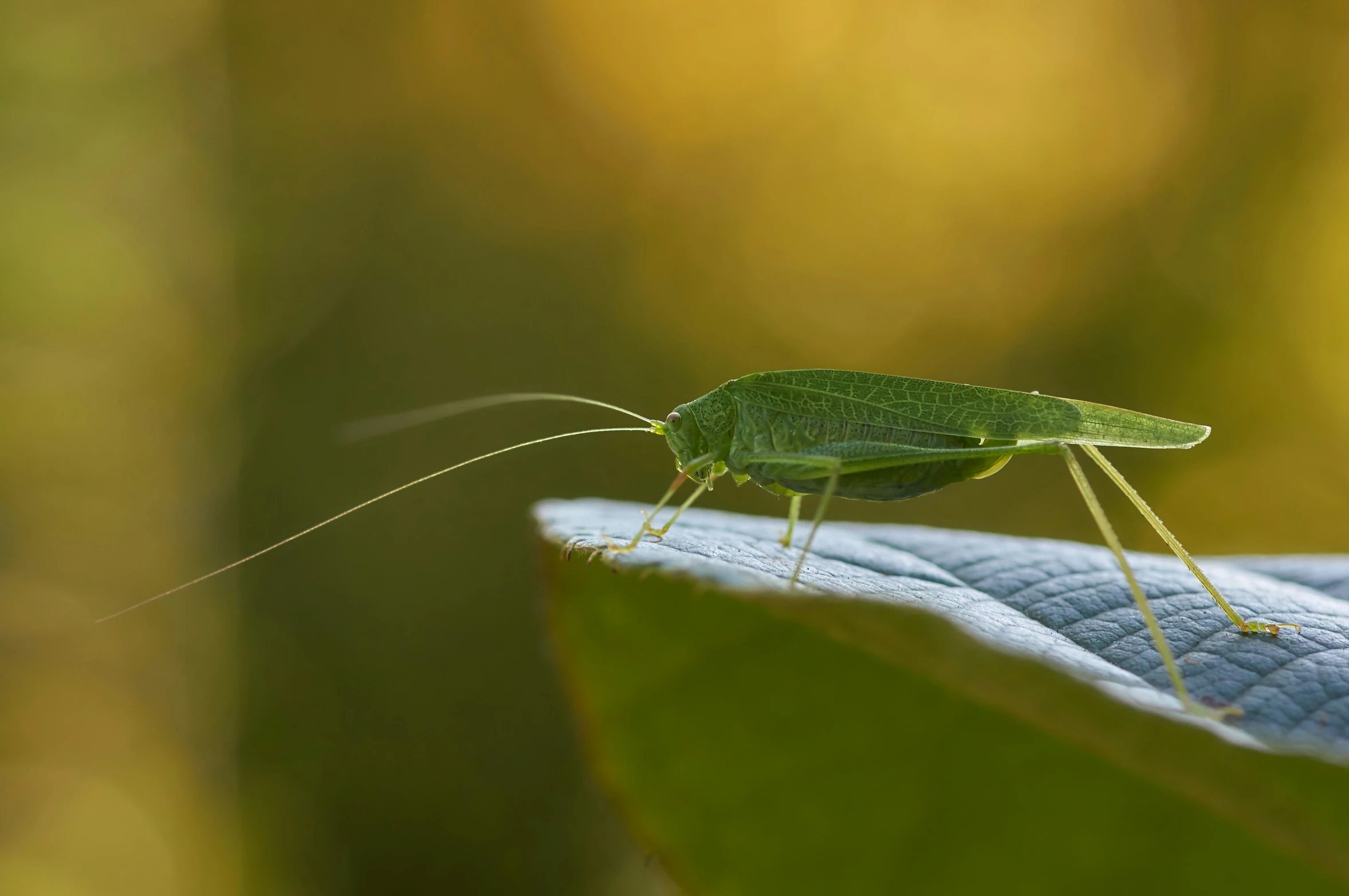 a grasshopper sits on the leaf of a plant