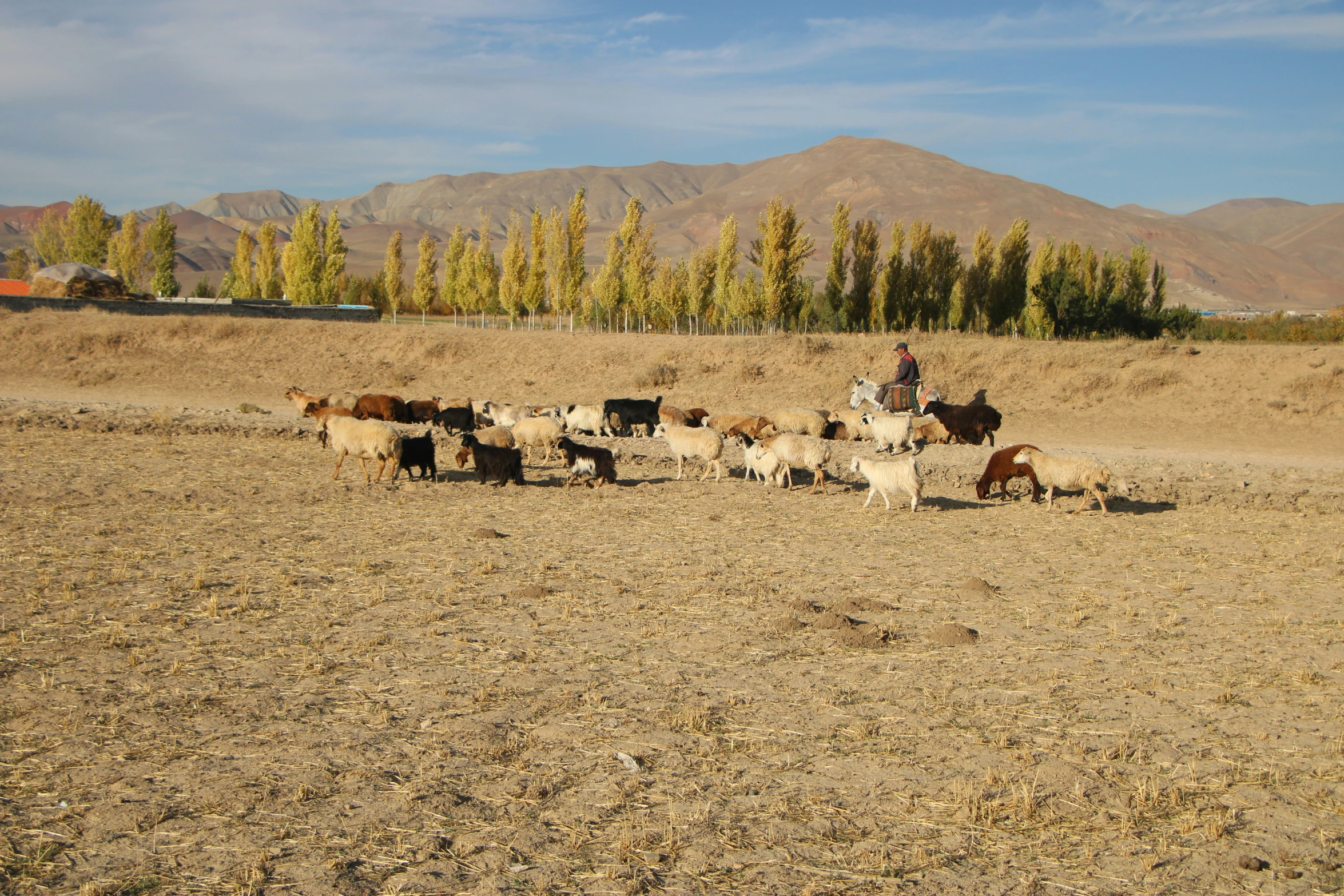 a group of cattle grazing in a dry pasture with mountains in the distance