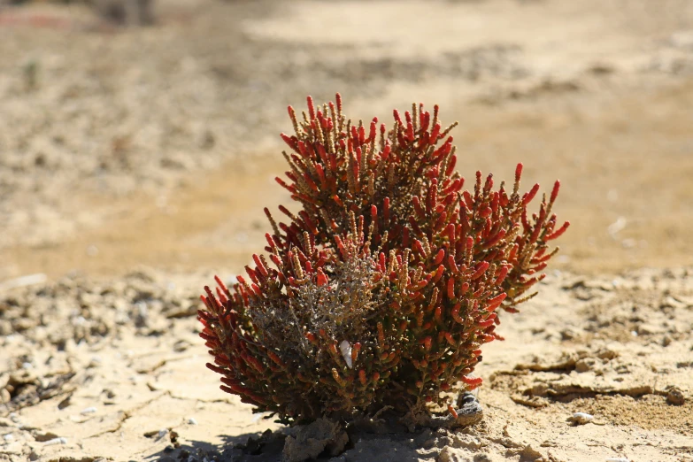 a red flower growing on the side of a dirt road