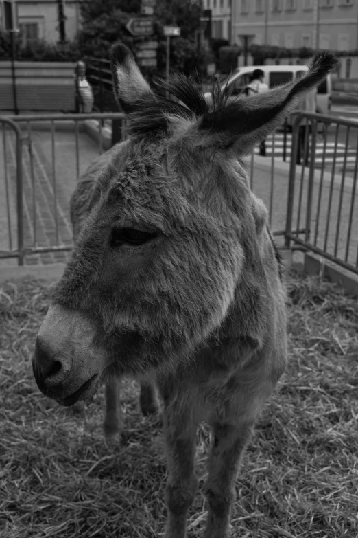 a donkey that is standing in some hay