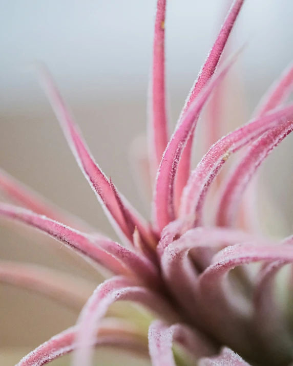 a large, pink flower with very thin stems