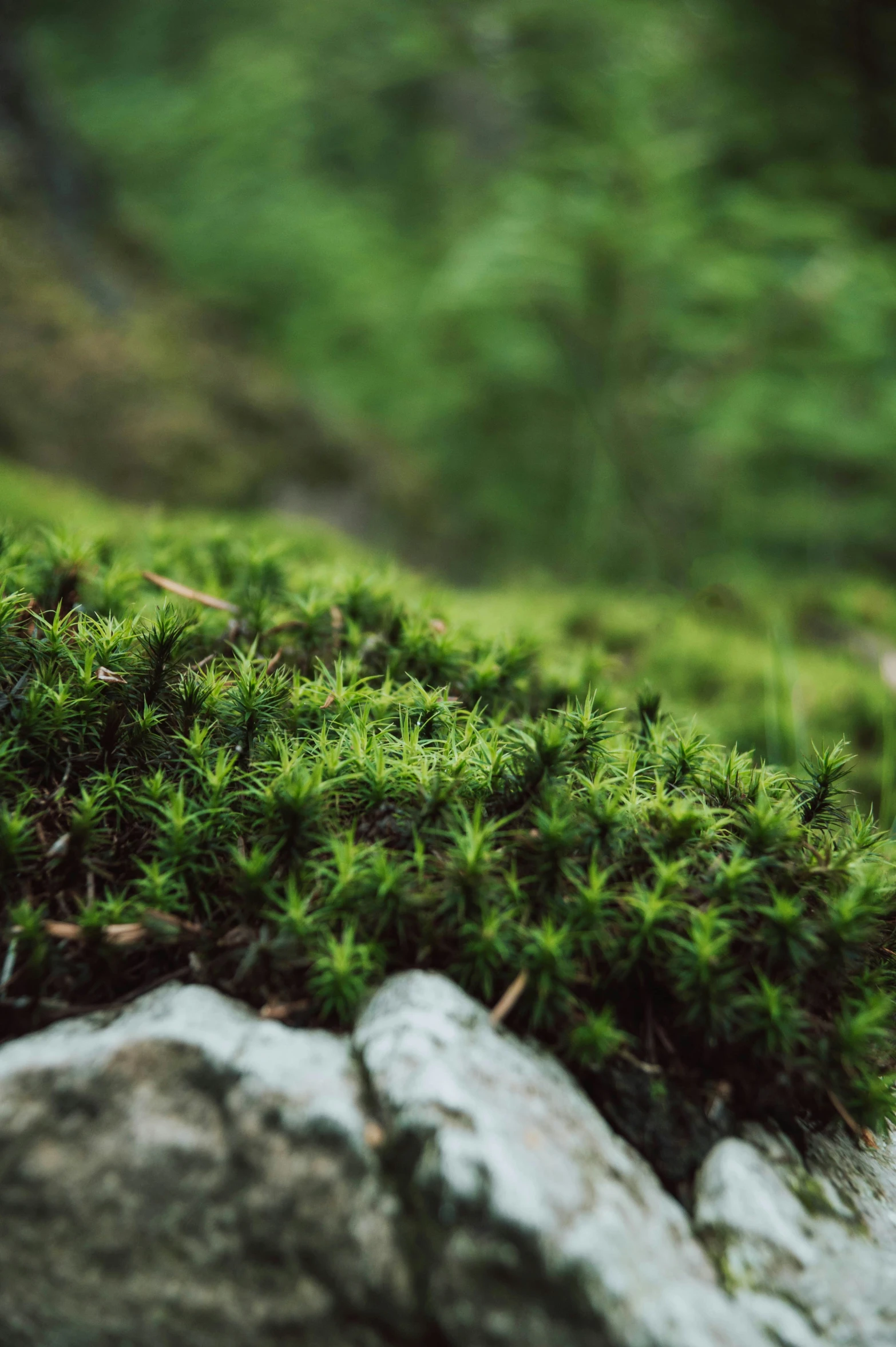 a green plant with very long needles grows on a rock