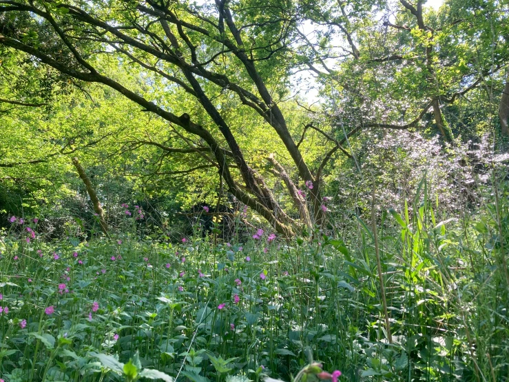 the woods have trees and flowers on them