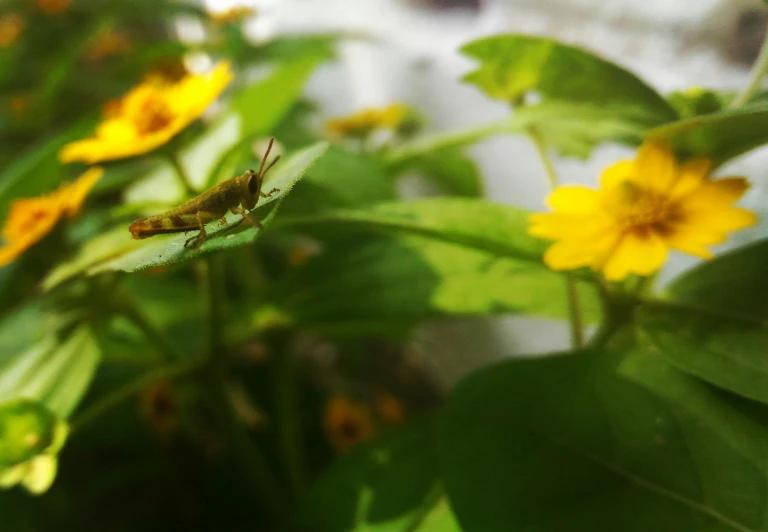 an insect sits on the center of a plant