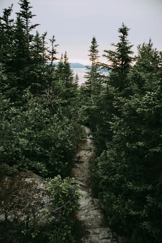 a pathway through some trees and a hill