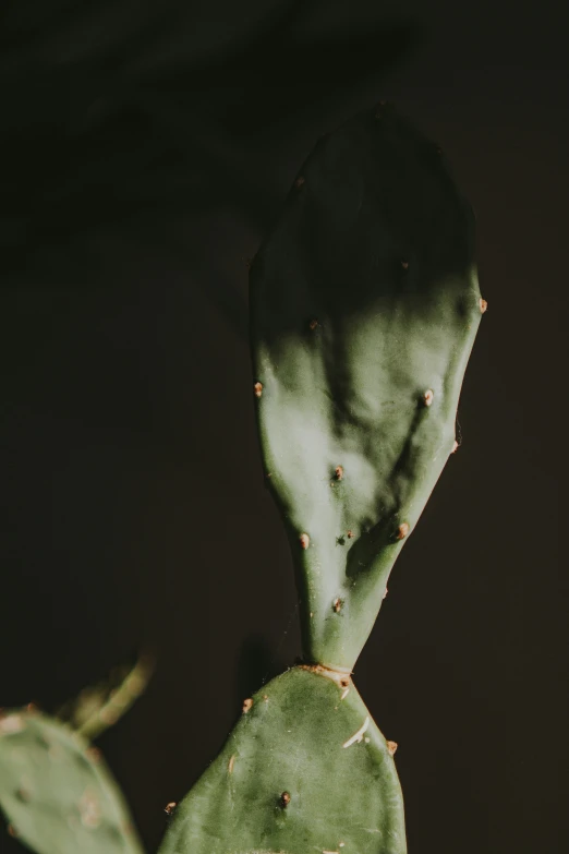 a cactus leaf that has been shaped like an ornament