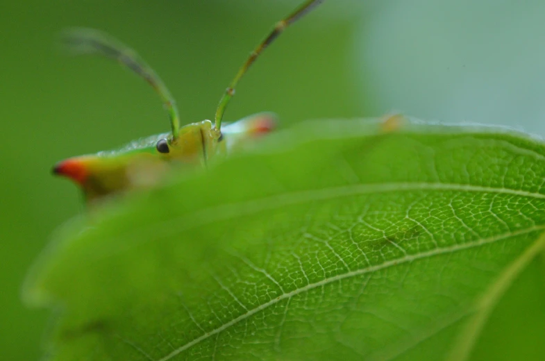 this is a green grasshopper with two antennae