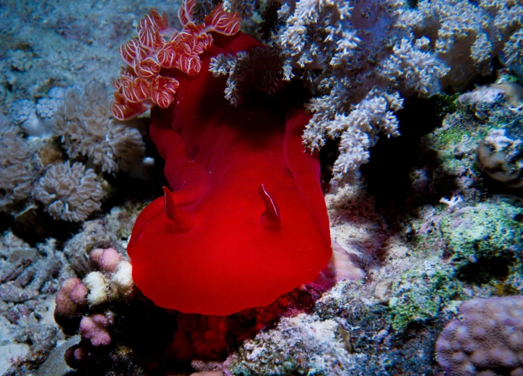 a sea anemone with a red color standing in shallow water