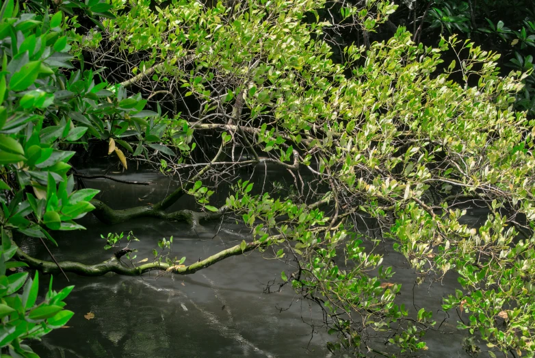 a small group of green leaves near water