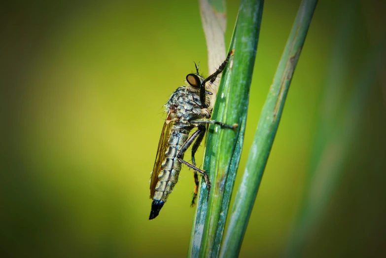 a large insect is sitting on a leaf