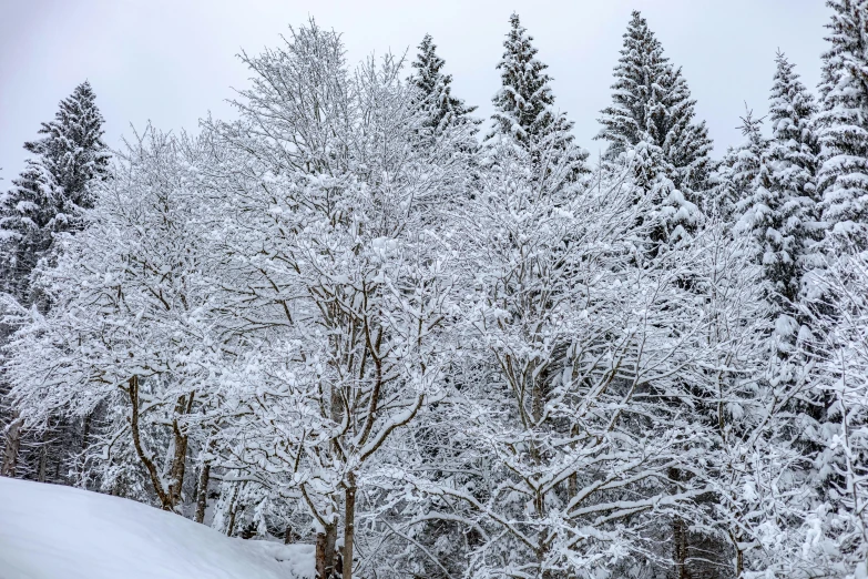 a lone snowboarder travels through some trees in a snowy mountain