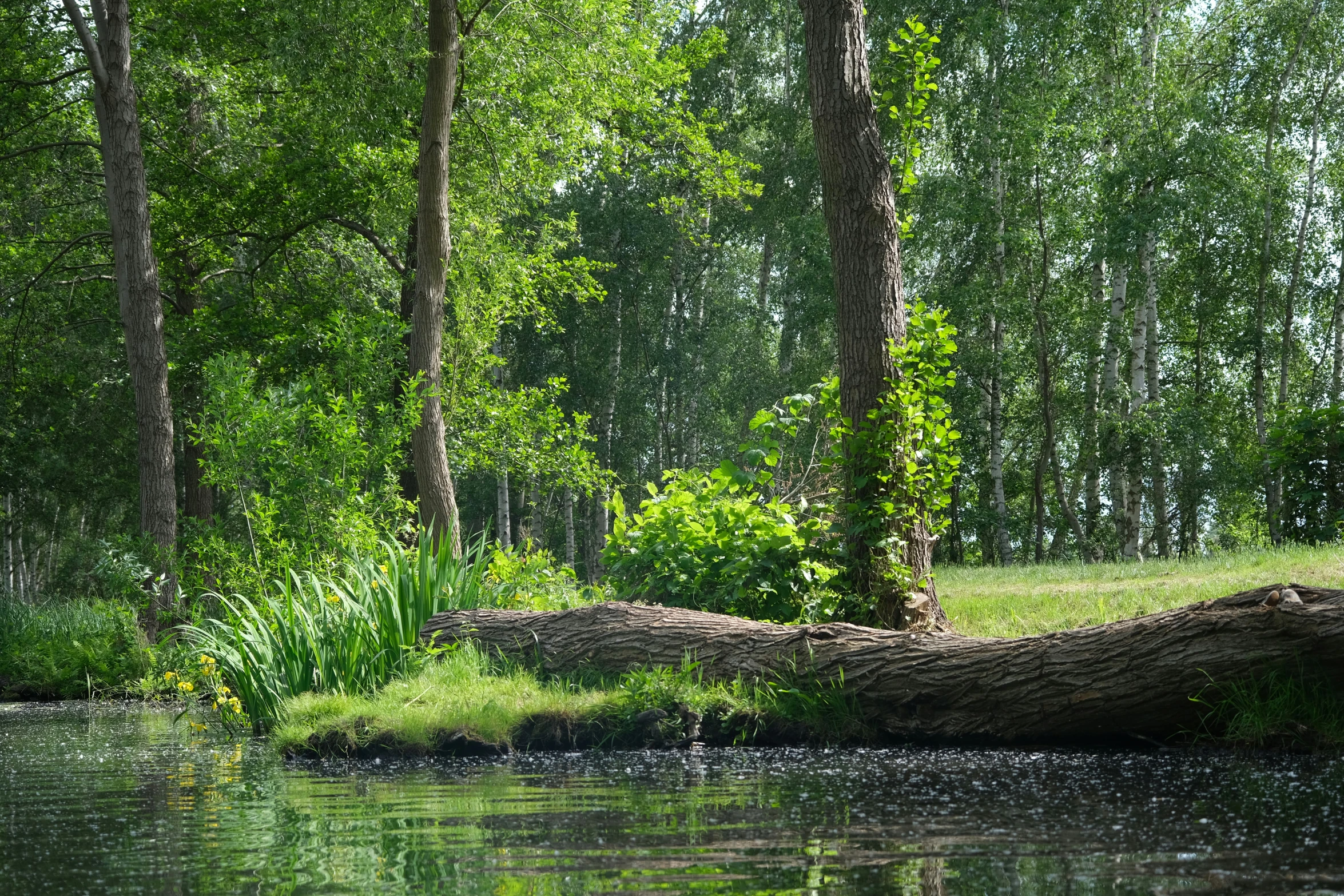 large log in a body of water by a wooded area