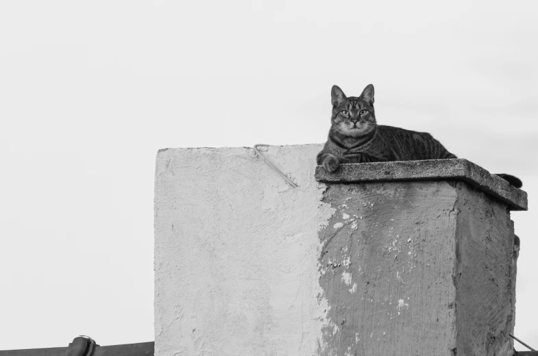 a black cat sitting on a concrete pillar