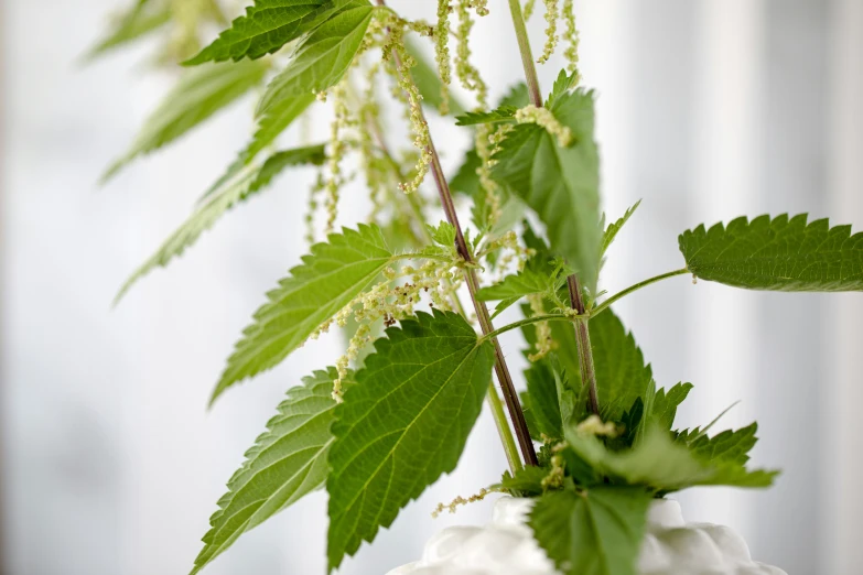 white flowers in a vase with long green leaves