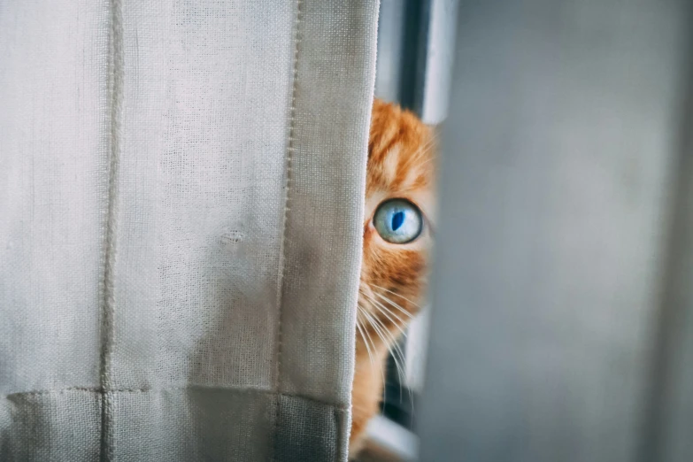 an orange cat looks out from behind the curtains