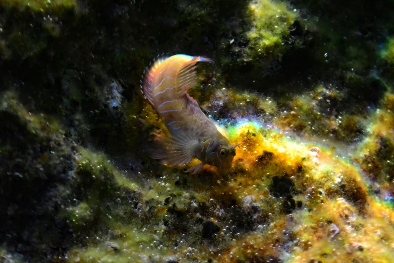 a colorful fish on a deep water area