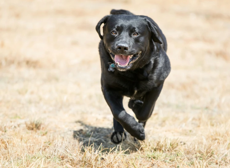 black dog running in open field with dirt on ground