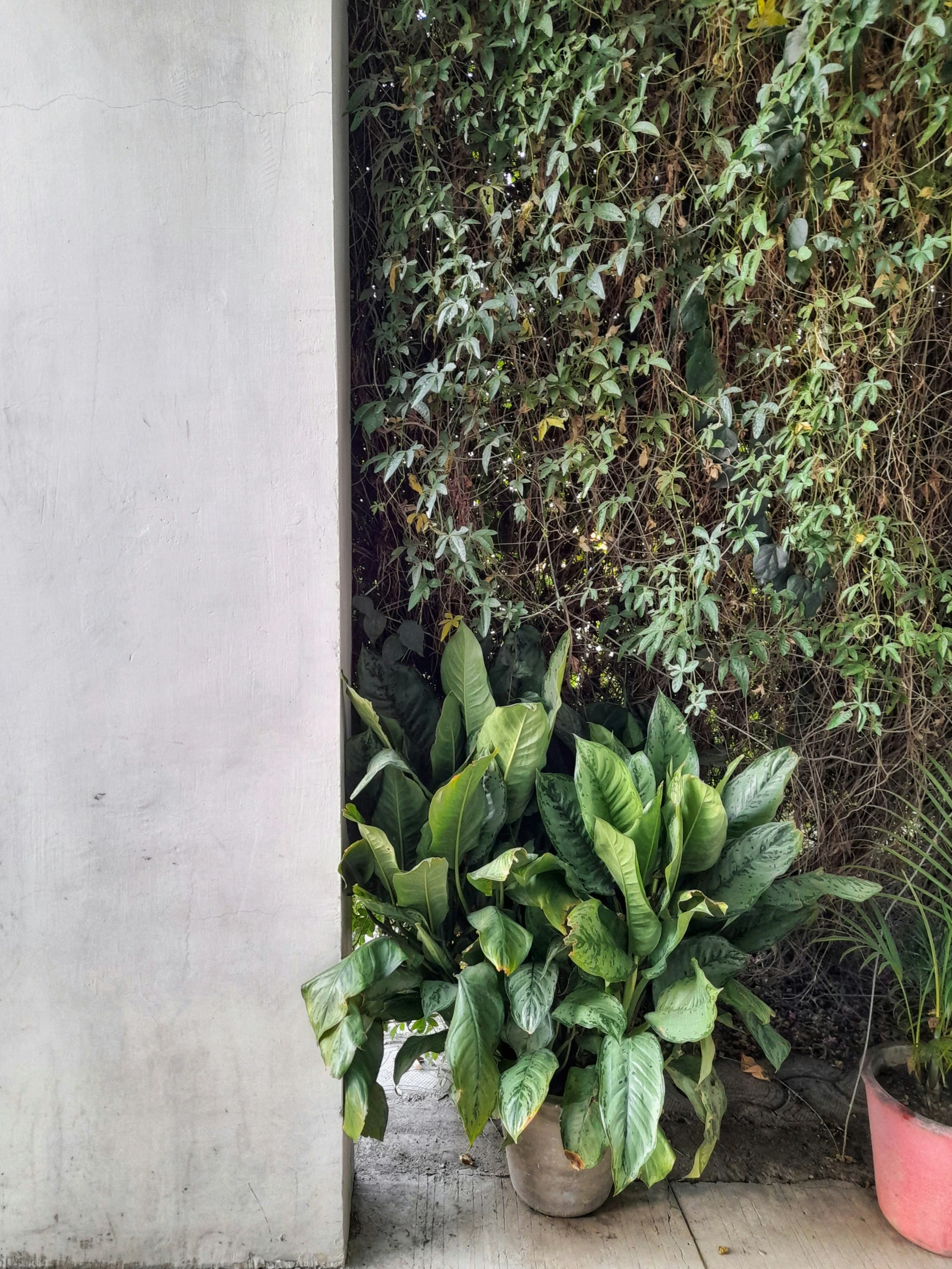 a wall covered in leaves next to two potted plants