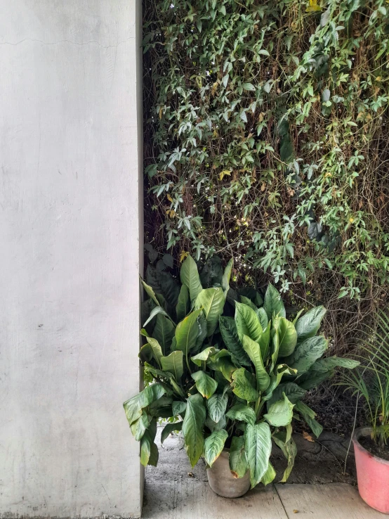 a wall covered in leaves next to two potted plants